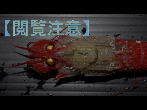 福島事故:研究者らが汚染地域で雑種動物を発見