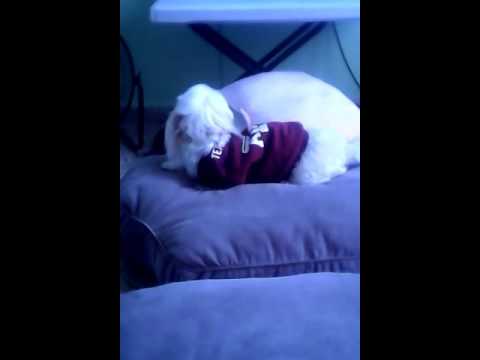 Maravilloso una perrita viendo tv