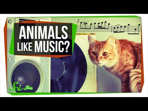 Do Animals Appreciate Music? - YouTube