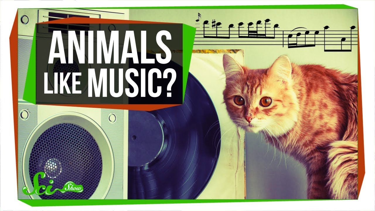 Do Animals Appreciate Music?