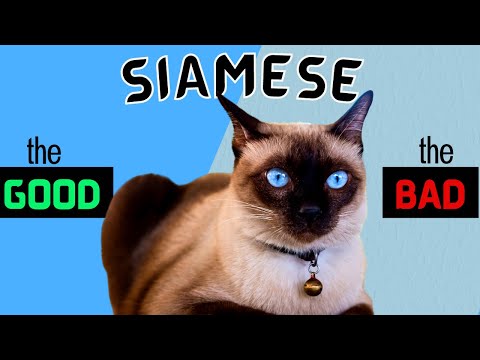 SIAMESE CAT Pros and Cons - Must Watch Before Getting One!