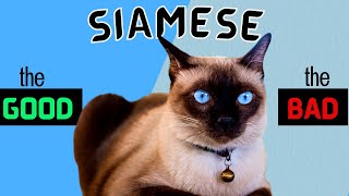SIAMESE CAT Pros and Cons - Must Watch Before Getting One!