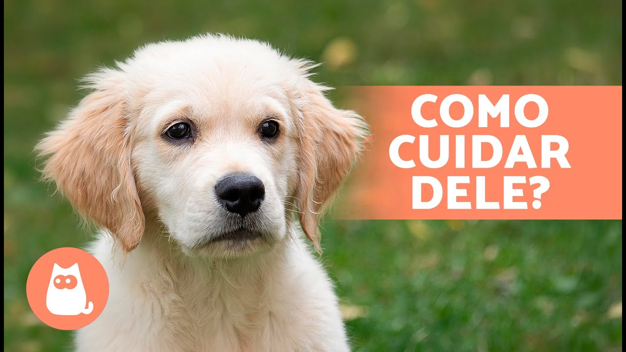 Guia Completo sobre os CUIDADOS de um CACHORRO FILHOTE 🐶 (Educação, Alimentação, Higiene e mais)