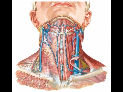 شرح Surface anatomy of carotid arteries and jugular veins ...