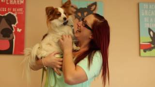 Transformations- Papillon Training