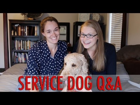 SERVICE DOG Q&A Video