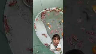 Download lagu Ikan Mas Kok Di Makan‼️ mp3 Download lagu Ikan Mas Kok Di Makan‼️ mp3