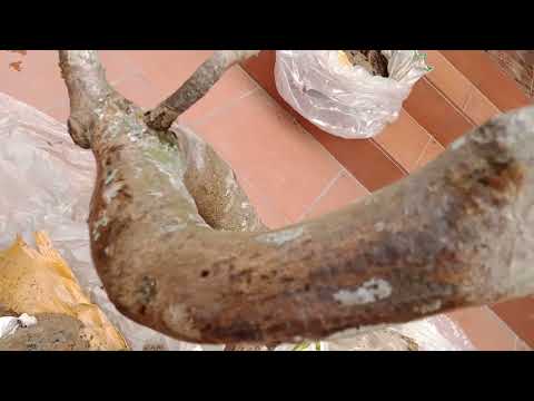 cách trồng phôi mai miền Nam ở ngoài bắc