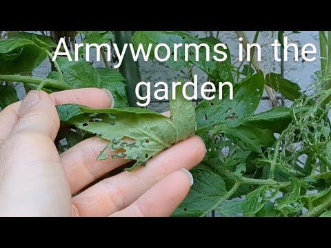 HUNGRY hungry armyworms and how to handle them on your tomatoes 🐛🍅🚿