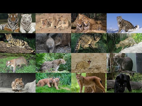 15 WILD CATS SPECIES OF INDIA [Highest in world]