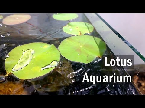 About Lotus Aquarium Plant