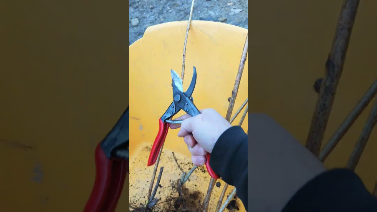 moving raspberry patch!  #homestead #garden #raspberry #berries #farm #farming #gardening #plants