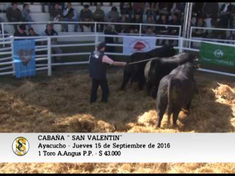 15-09-16 - Toros A.Angus P.P.  y P. C. - Cabaña San Valentín - Ayacucho