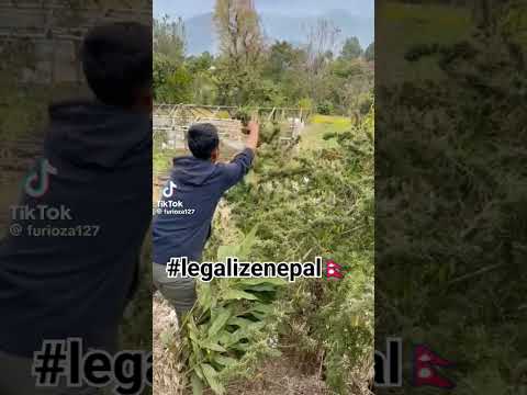 Weed vlogs presents. cannabis in nepal. #bhang #malana #india #rolpa #karnali #bhaang #charsi #rukum