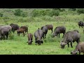 Exotic Plants In Tanzania