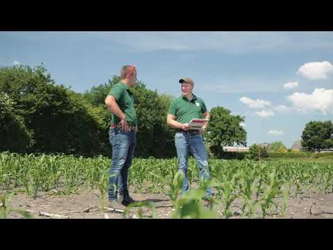 KWS Mais-Blog Teil 22 (Vogelschutzversuche)