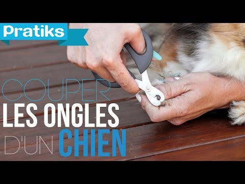 pourquoi couper la queue d'un chien