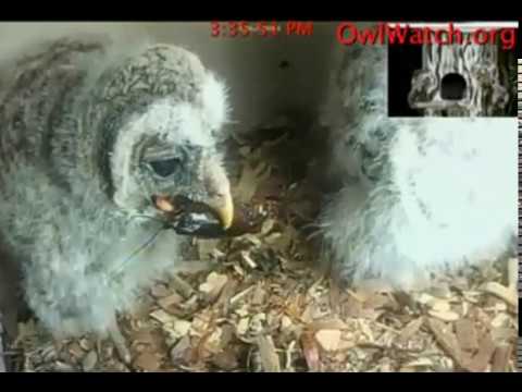 Owlwatch Barred Owls, Crayfish for Ollie 2019 02 15