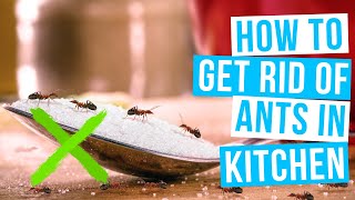 How to GET RID OF ANTS IN THE KITCHEN