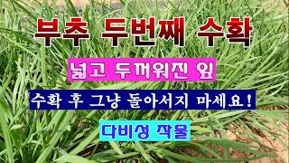 [텃밭농부 2,224]  두껍고, 넓고, 향이 짙은 부추. 2번째 수확! #부추재배