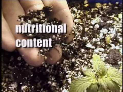 Ready Set Grow (High Times Marijuana Growing) 2/7