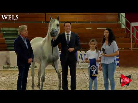 N.80 ANTARIS OS - Wels 2018 - International Senior Stallion Championship BRONZE