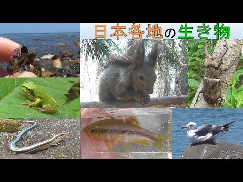 カアチンガの動物: 鳥類、哺乳類、爬虫類