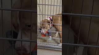 Video preview image #1 Mutt Puppy For Sale in Sanford, FL, USA