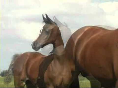 TKS Adream of Kossack