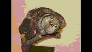 Phoenix in Flight (acoustic cover) -  Andy Holden