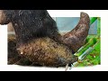 A DANGEROUS COW And HUGE Cow S Feet