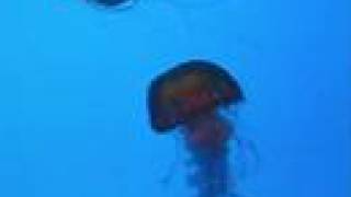 The Childcatcher by Patrick Wolf