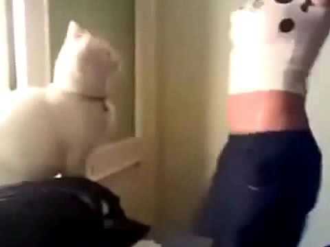 cat intrigued with belly dancing