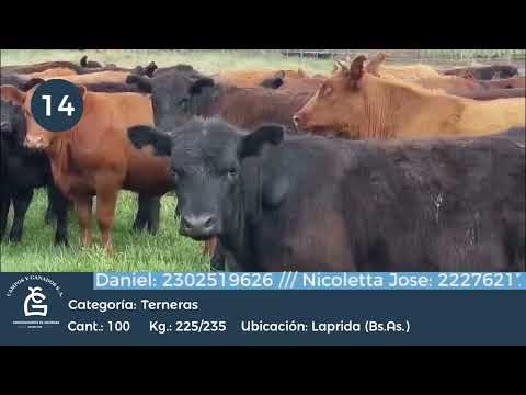 Lote Hembras - Laprida Bs As