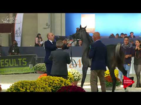 N.10 ASHWAQ AL SHAQAB - Gran Prix Fieracavalli 2017 - Yearling Fillies (Class C)