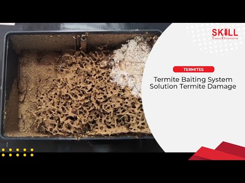 Termite Baiting System, Solution Termite Damage