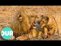 Lion Country: Two Lion Prides Fight Over Territory | Our World