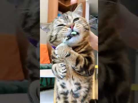 Cat eat rubber