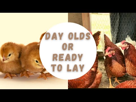 , title : 'Beginner’s Guide for LAYER CHICKENS| Rhode Island Red | Free range chickens'