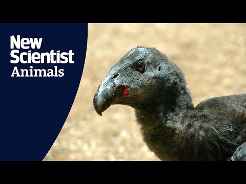 42 year old California condor welcomes its 250th chick