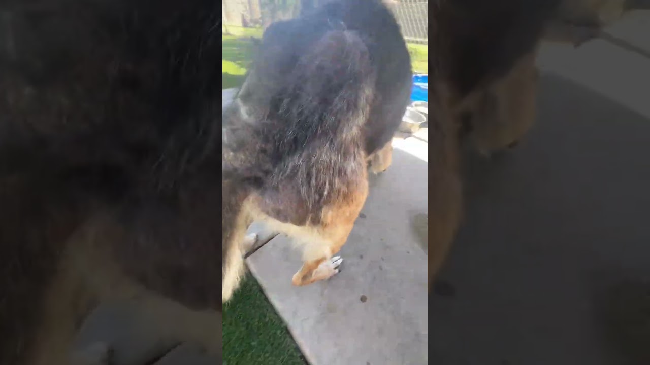 Fay video
