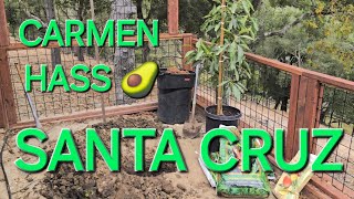 HALF-MOUNDED INGROUND PLANTING OF A CARMEN HASS AVOCADO TREE  IN CLAY SOIL