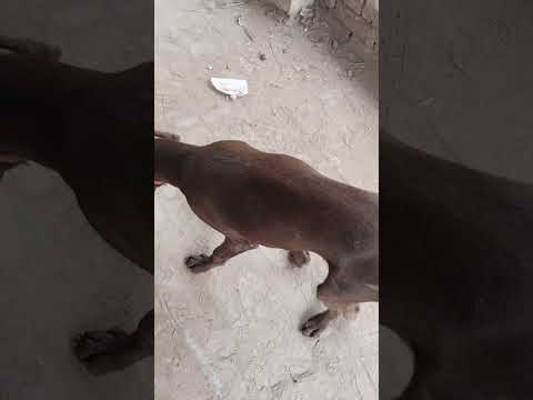 Radial nerve paralysis#dogs #animals #dr Latif Ur Rehman