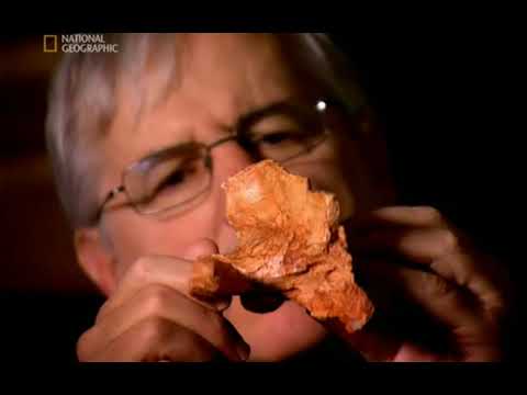 Evolution The Walking Whale National Geographic