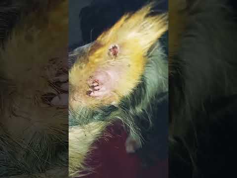 Vídeo de Laurinha 