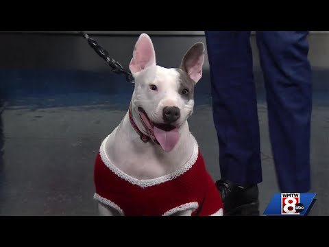 Adoptable Pet of the Week spreads holiday cheer on Christmas Eve - YouTube