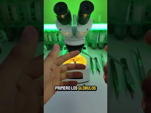 🦟🩸Does our DNA mix with the Mosquito's?