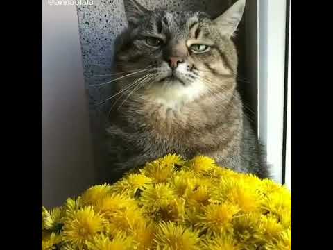 cats and dogs funny videos #shorts #100millonviews #youtubeshorts