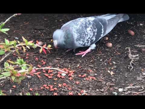 Hungry Pigeon