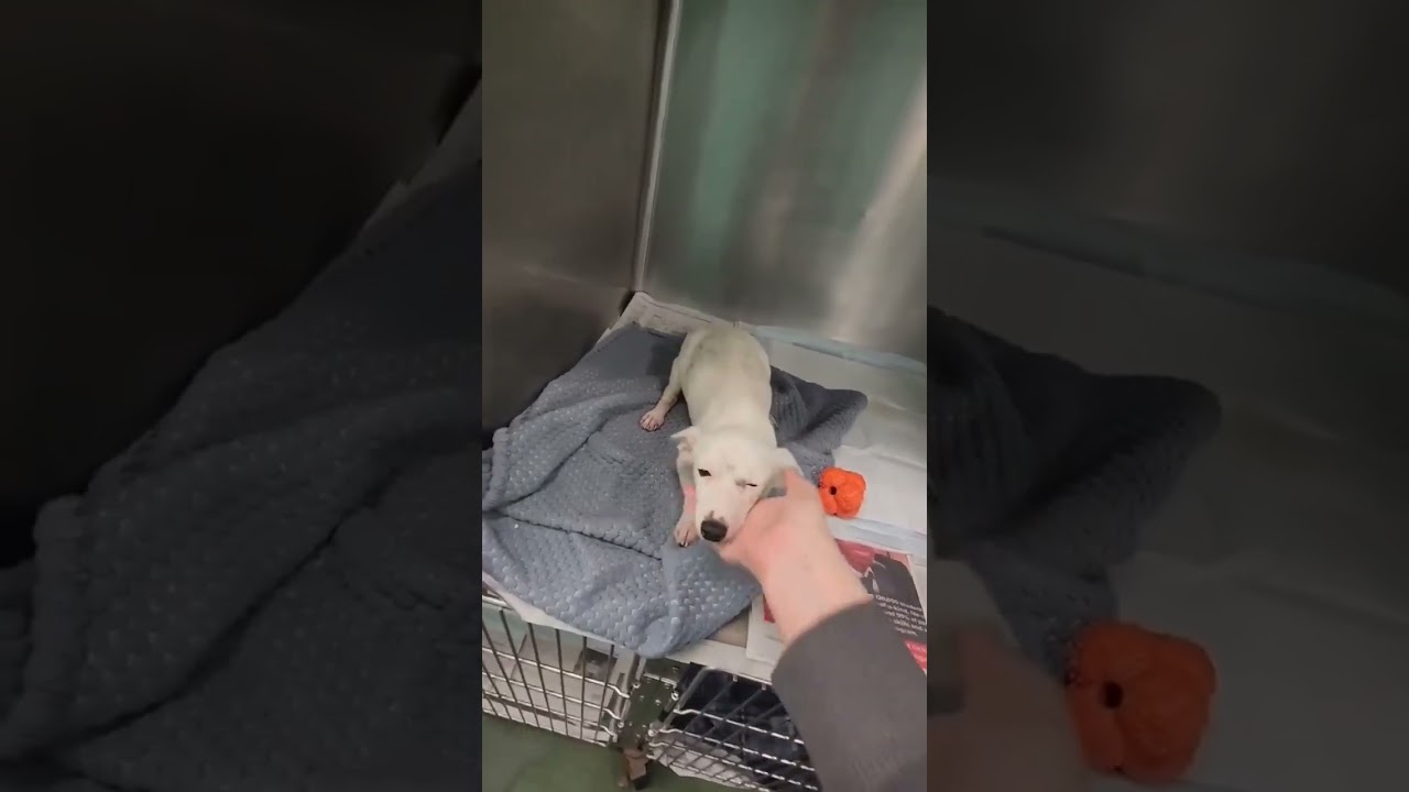 Enlarge Kimmie, a ADOPTABLE mixed breed in Boulder, CO video 2/2